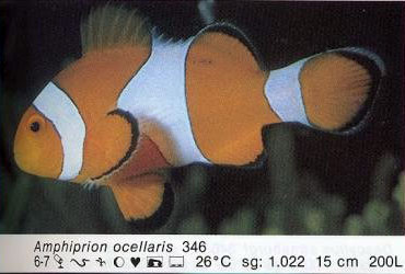 Amphiprion ocellaris